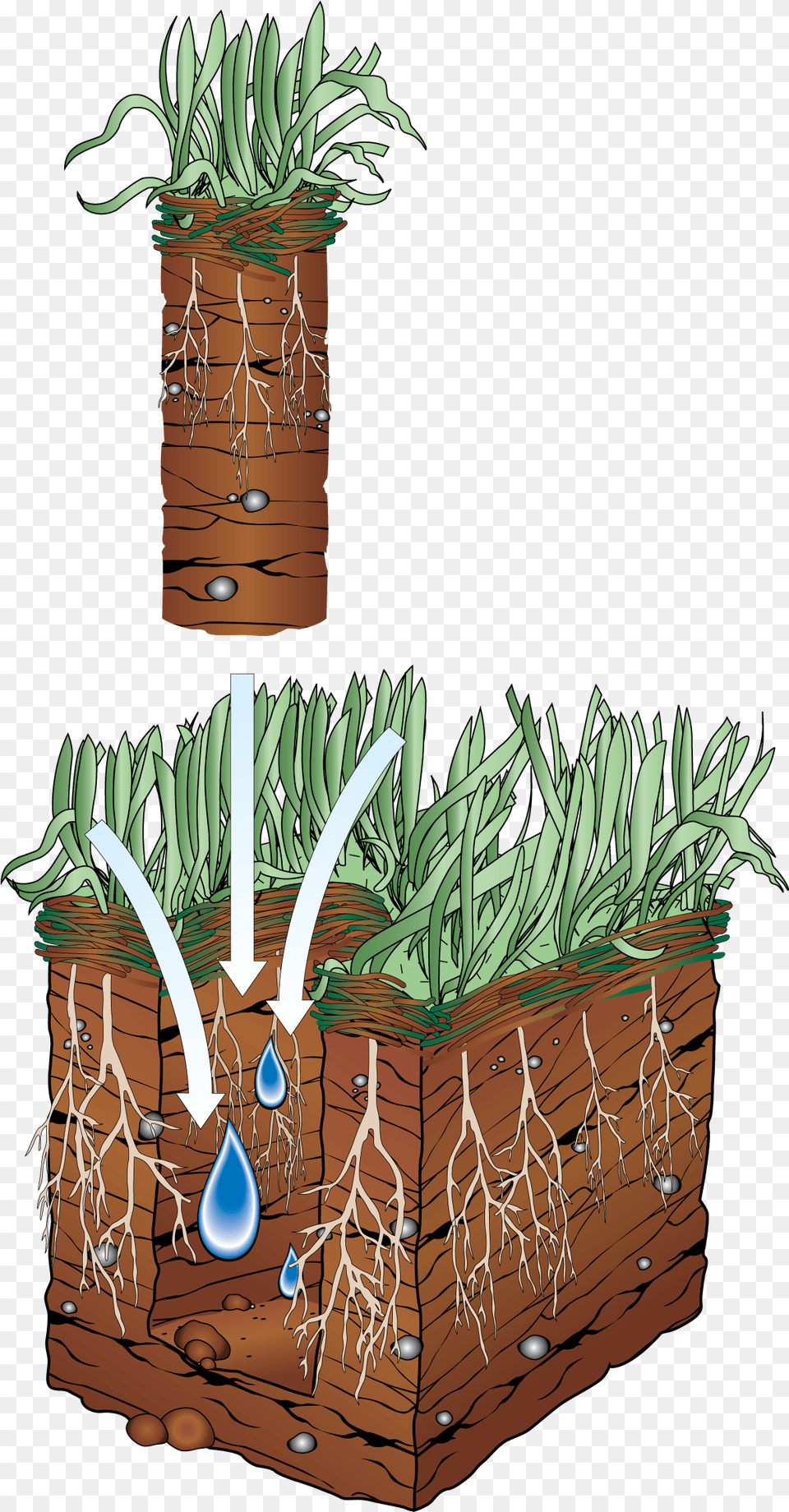 Lawn Aeration For A Beautiful Bountiful Lawn Aeration, Jar, Plant, Planter, Potted Plant Free Png