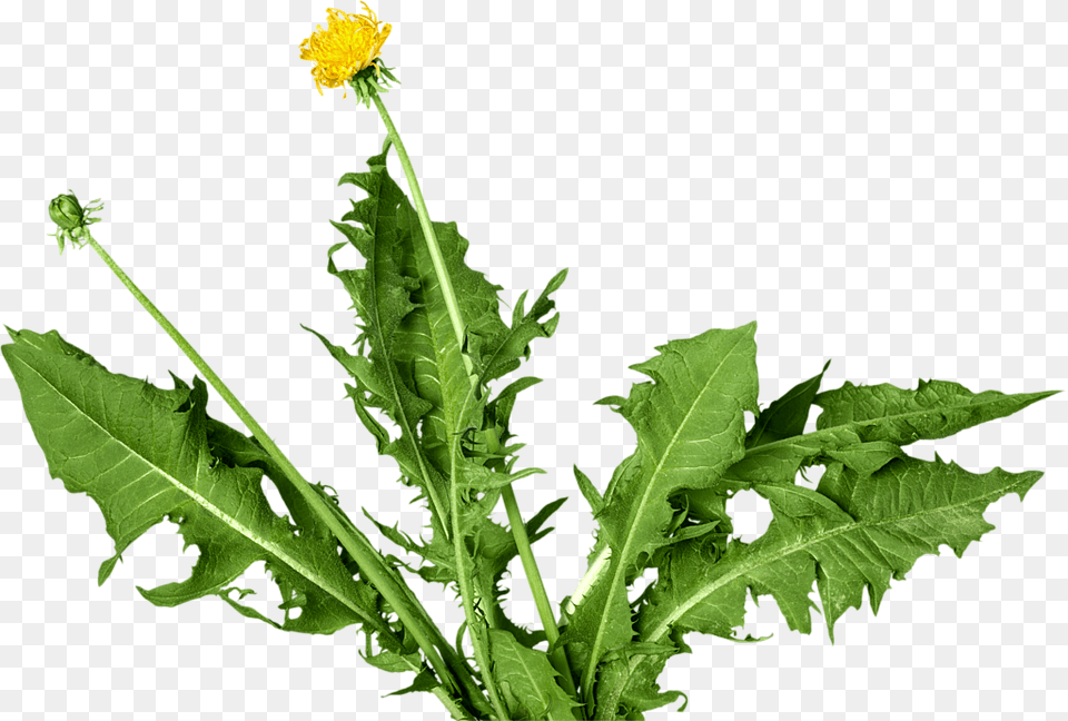 Lawn Care Bosworths Garden Care, Flower, Plant, Leaf, Dandelion Free Png Download