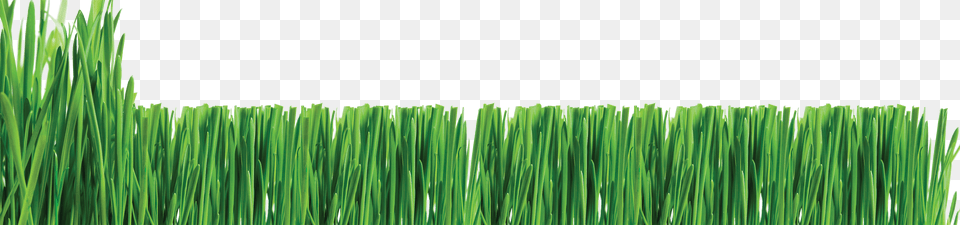 Lawn Care Clipart Lawn Mowing Service Clip Art, Grass, Plant, Vegetation, Green Free Png