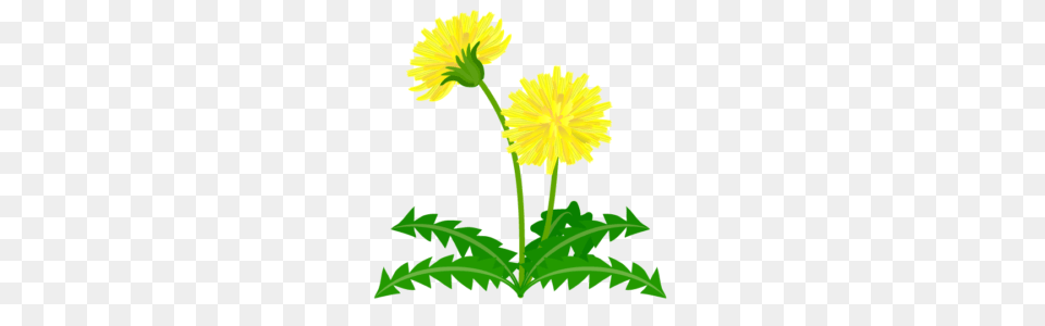 Lawn Care Services Grass Fertilization Weed Control, Flower, Plant, Dandelion Png Image