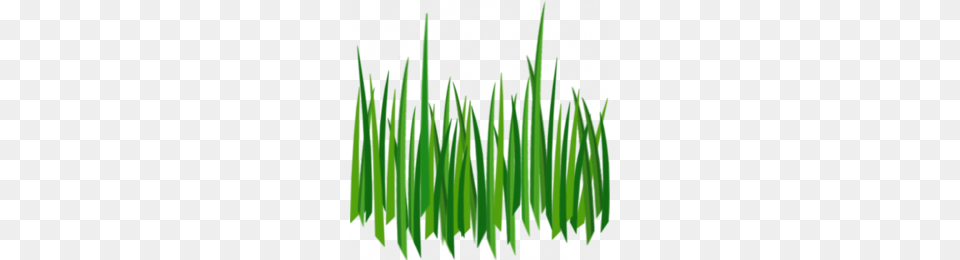 Lawn Clipart, Plant, Grass, Green, Aquatic Free Png