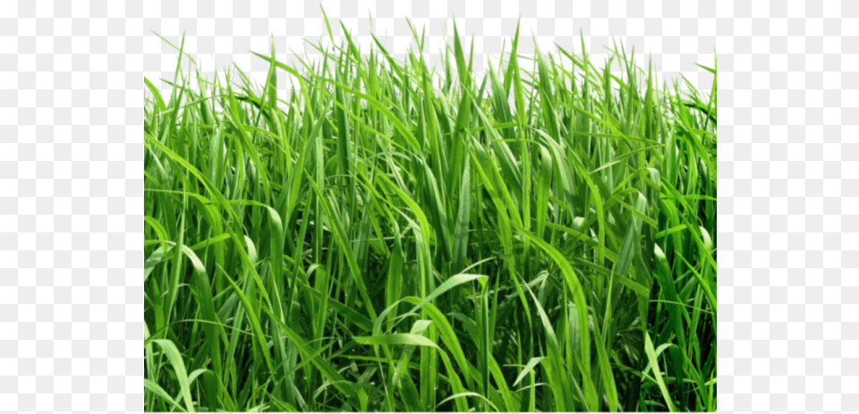 Lawn Clipart Top View Green Background, Grass, Plant, Vegetation, Field Free Png