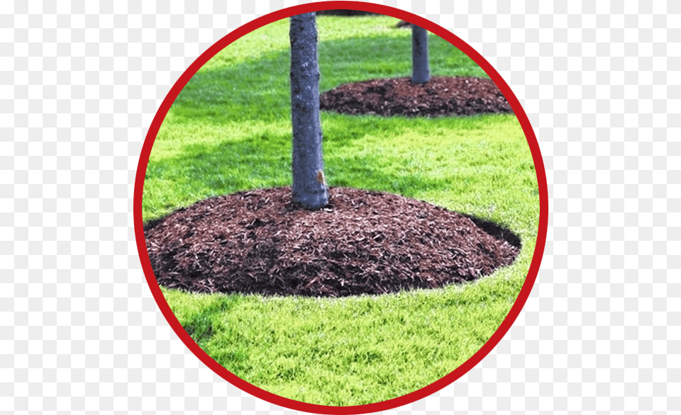 Lawn Mulching Pros Outback Service Get A Mulch Around Trees, Tree, Grass, Plant, Backyard Free Png Download