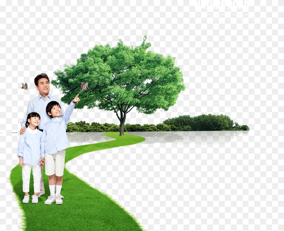 Lawn Vector Tree Grass Png