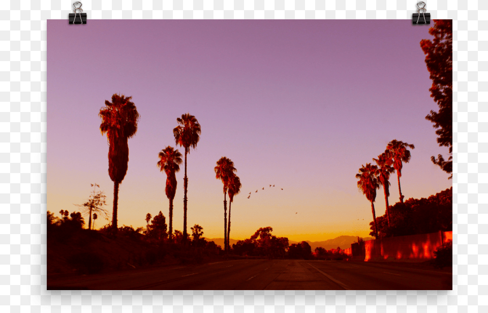 Lax Sunset Mockup Desert Palm, Nature, Sky, Tree, Plant Free Transparent Png