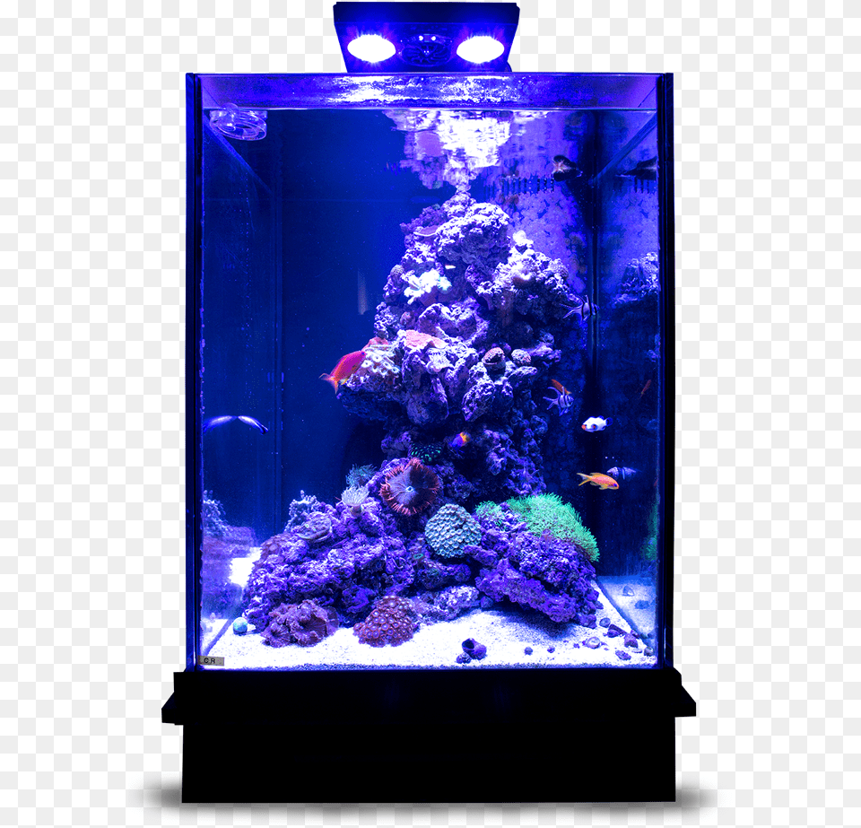 Layer Aquarium Lighting, Animal, Sea Life, Sea, Reef Free Png Download