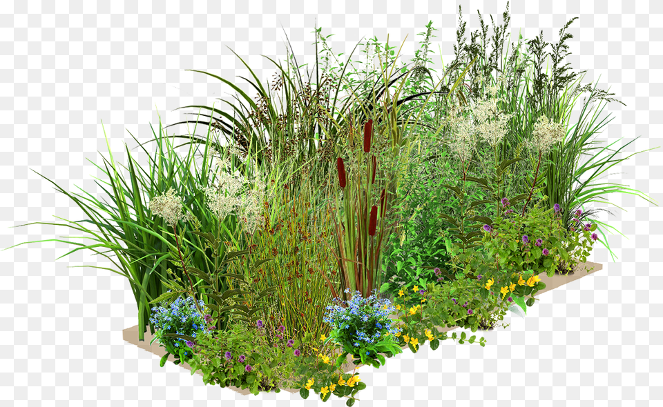 Layer One Wetland Plants, Vegetation, Potted Plant, Plant, Herbal Png