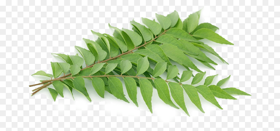 Layer Smooth Sumac, Herbal, Herbs, Leaf, Plant Free Png