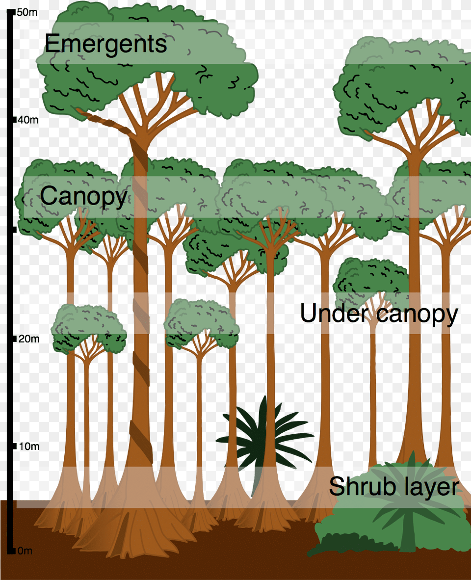 Layers In The Tropical Rainforest Cross Section Of A Tropical Rainforest, Plant, Tree, Tree Trunk, Vegetation Png