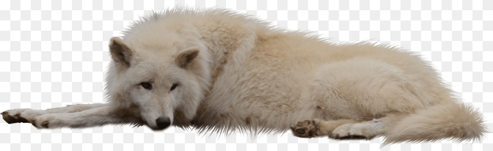 Laying Sleeping Wolf White Cut Out White Wolf Transparent, Animal, Canine, Dog, Mammal Png