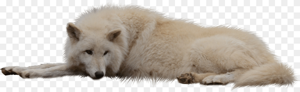 Laying White Wolf By Raynexstorm D77qyll White Wolf Hd, Animal, Canine, Dog, Mammal Free Transparent Png