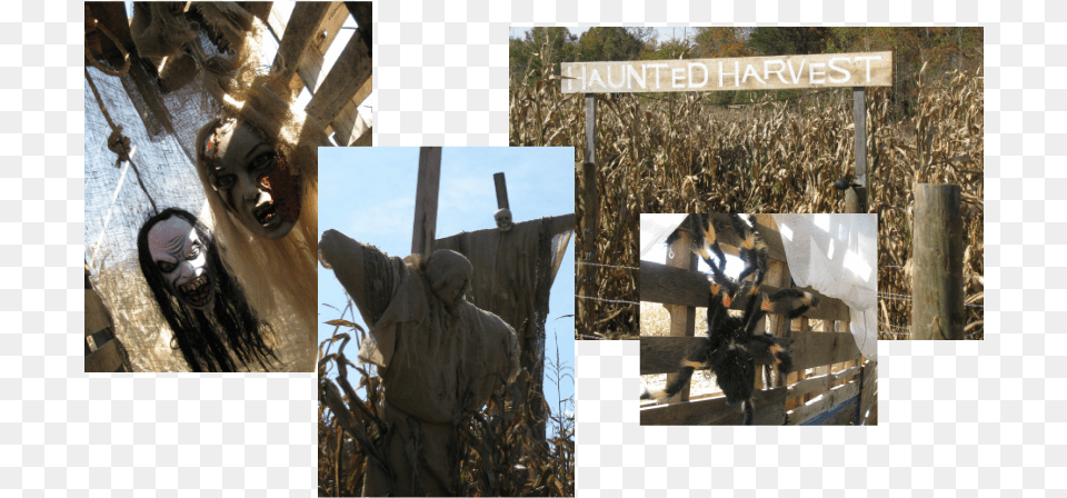 Layman Family Farms Layman Farm Haunted Harvest, Collage, Art, Person, Woman Png