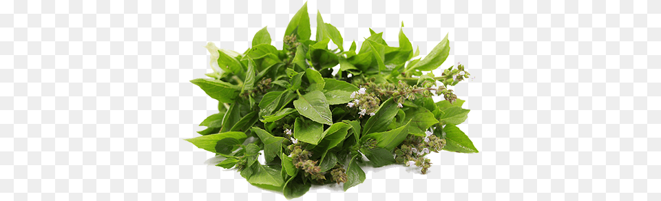 Lb Lemon Basil, Herbal, Herbs, Leaf, Plant Free Png Download