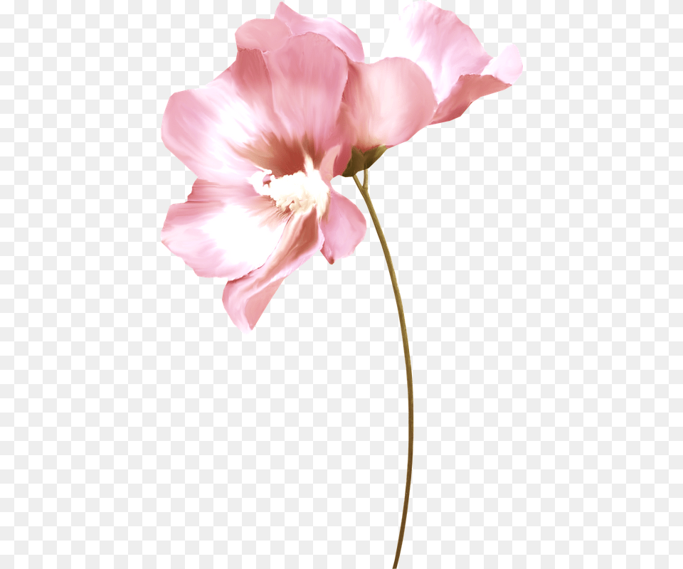 Lbum De Imgenes Para La Inspiracin Two Pinks Flowers On Watercolors Laptop Sleeve, Flower, Geranium, Petal, Plant Free Transparent Png