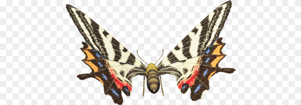 Ld Ais Butterfly 2 Papilio Machaon, Animal, Insect, Invertebrate, Moth Png Image