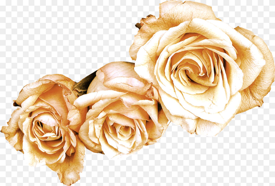 Ldval A Blban, Flower, Plant, Rose, Flower Arrangement Png
