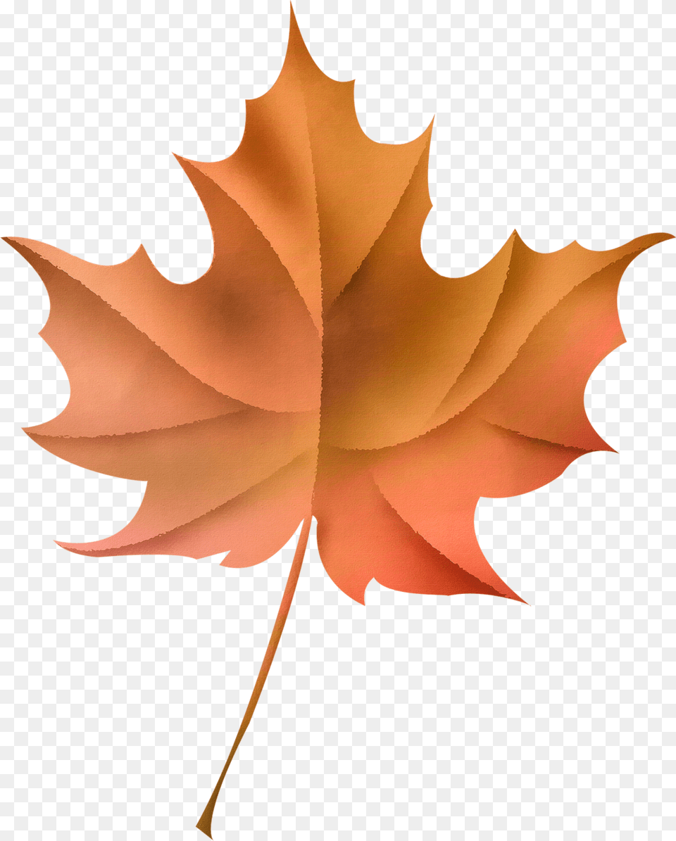 Ldw Af Hojas Hermosas, Leaf, Maple Leaf, Plant, Tree Free Png Download