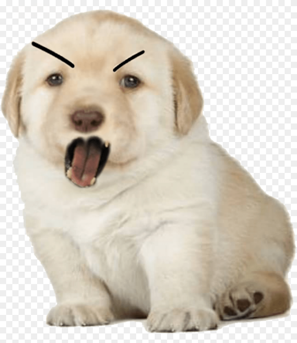 Le Angry Perro Has Arrived Dogelore Perrito Meme, Animal, Canine, Dog, Mammal Free Transparent Png