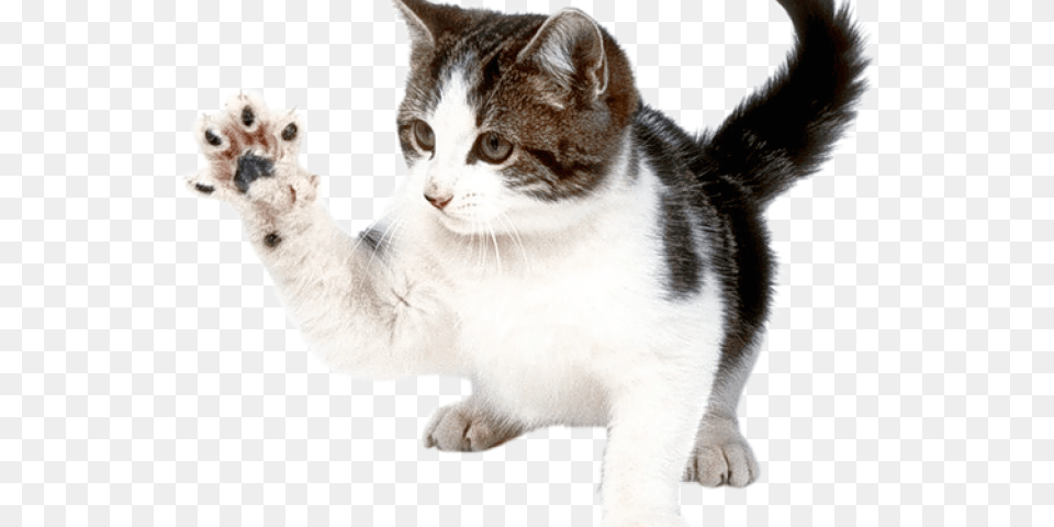 Le Chat Animal Domestique, Electronics, Hardware, Cat, Mammal Png