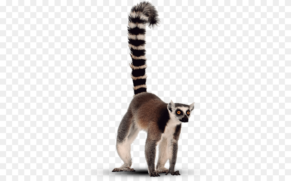 Le Lmurien Symbole De La Faune Endmique De L39ile Mulhouse Zoological And Botanical Park, Animal, Lemur, Mammal, Wildlife Png Image