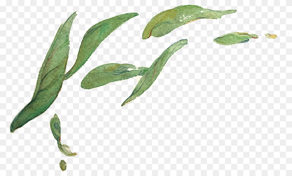 Le Tea Leaf Illustration Design, Plant, Herbal, Herbs, Food Png