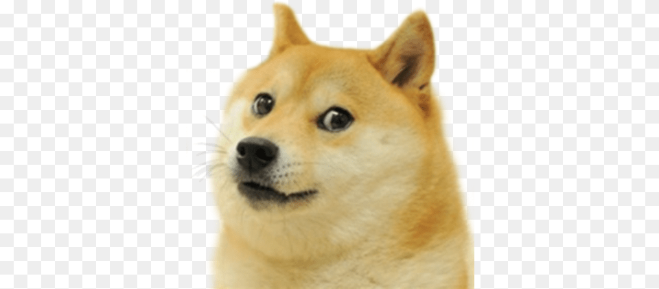 Le Transparent Doge Template Has Arrived Dogelore Dog Meme Sticker, Animal, Canine, Husky, Mammal Png Image
