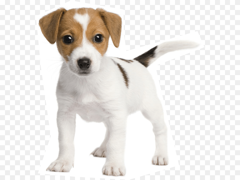 Leading Paws, Animal, Canine, Dog, Hound Free Png