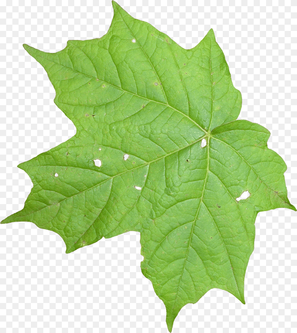 Leaf 02 Leaves Texture Free Png