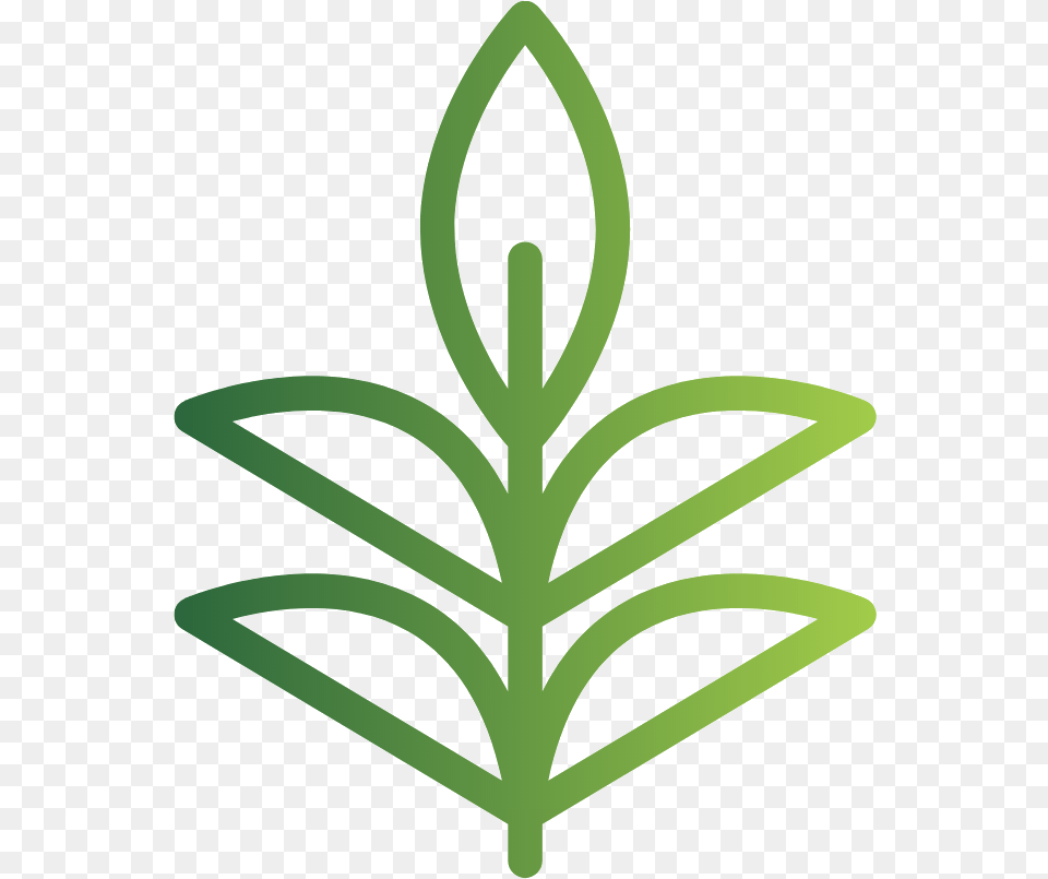 Leaf, Plant, Grass, Tree, Chandelier Free Png Download