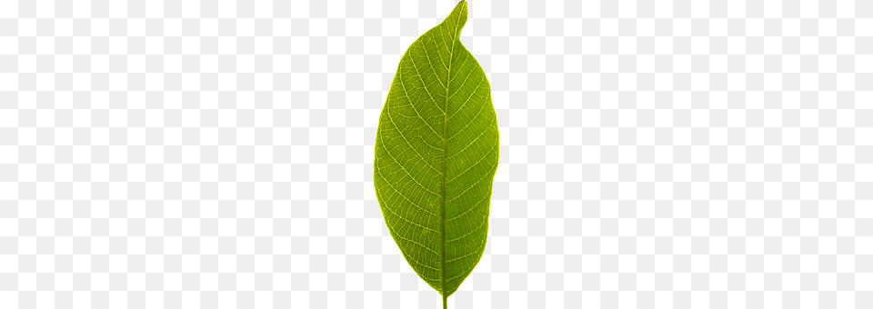 Leaf Plant, Tree Free Png