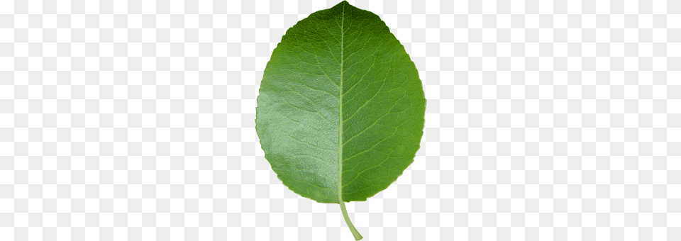 Leaf Plant Free Transparent Png