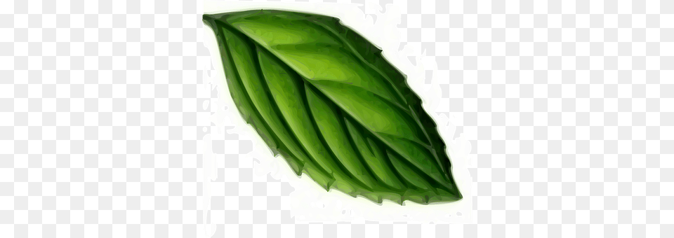 Leaf Herbs, Mint, Plant Free Png
