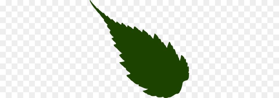 Leaf Green, Plant, Person Png Image
