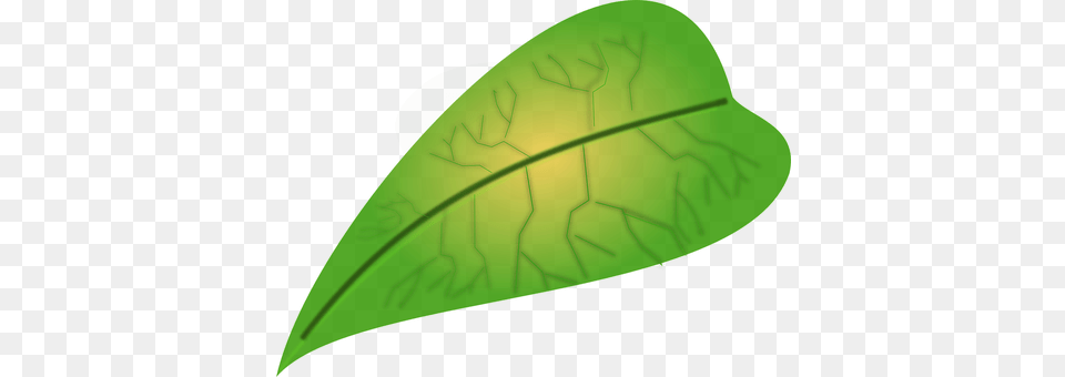 Leaf Plant Free Png