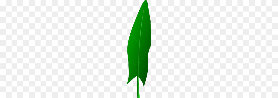 Leaf Plant Png