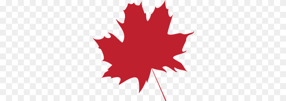 Leaf Maple Leaf, Plant, Person, Tree Free Transparent Png