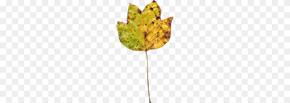 Leaf Plant, Tree, Person Free Png Download