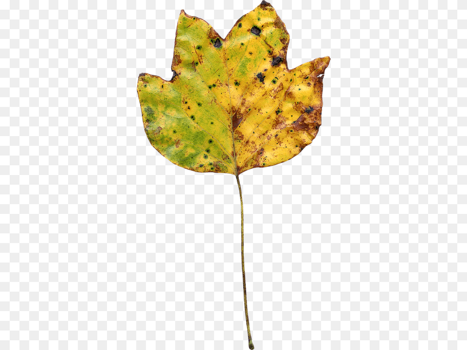 Leaf Plant, Tree Free Png Download