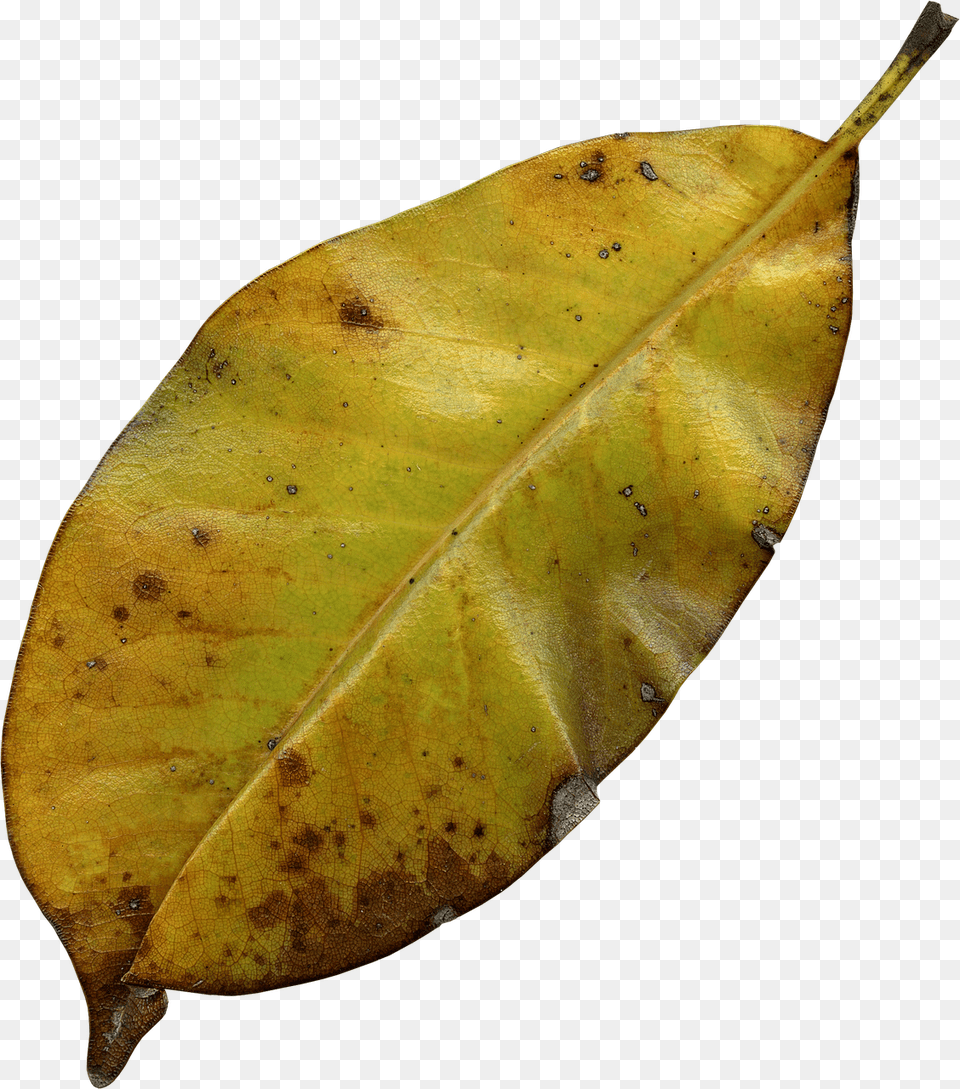 Leaf Plant, Tree, Animal, Insect Png