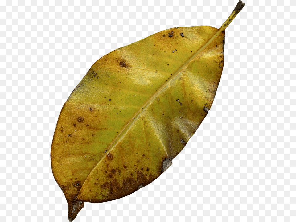 Leaf Plant, Tree, Animal, Insect Free Png