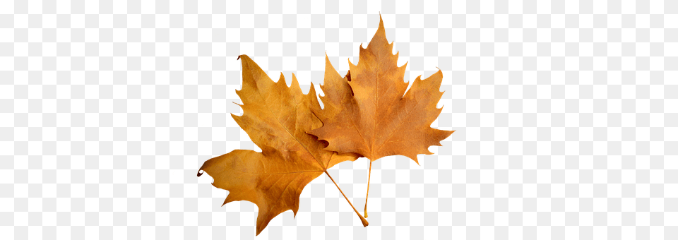 Leaf Plant, Tree, Maple Leaf, Person Free Transparent Png