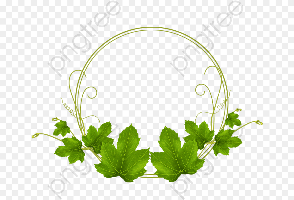 Leaf, Plant, Green, Vine Png Image