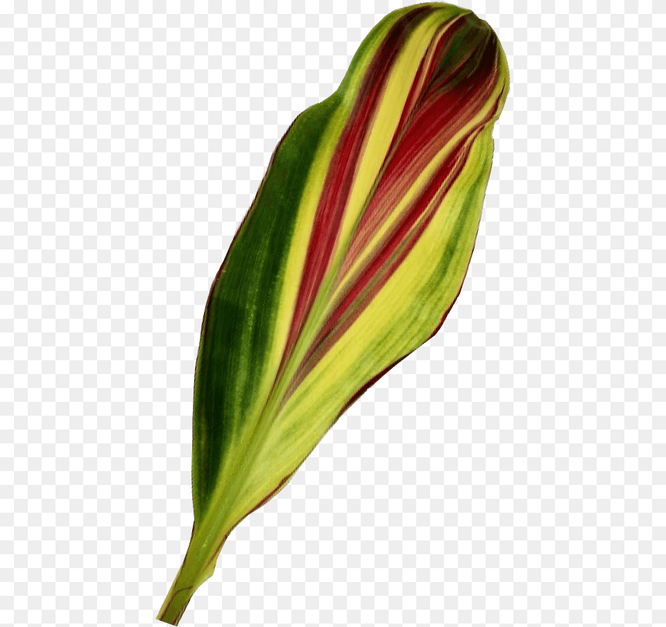 Leaf, Bud, Flower, Petal, Plant Png Image