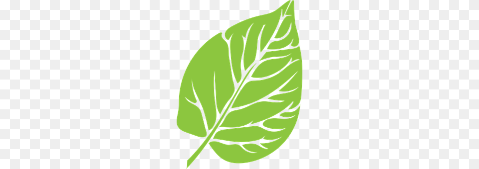 Leaf Plant, Annonaceae, Tree Free Png Download