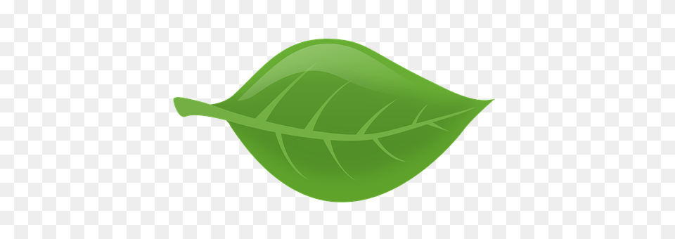 Leaf Plant, Animal, Fish, Sea Life Png Image