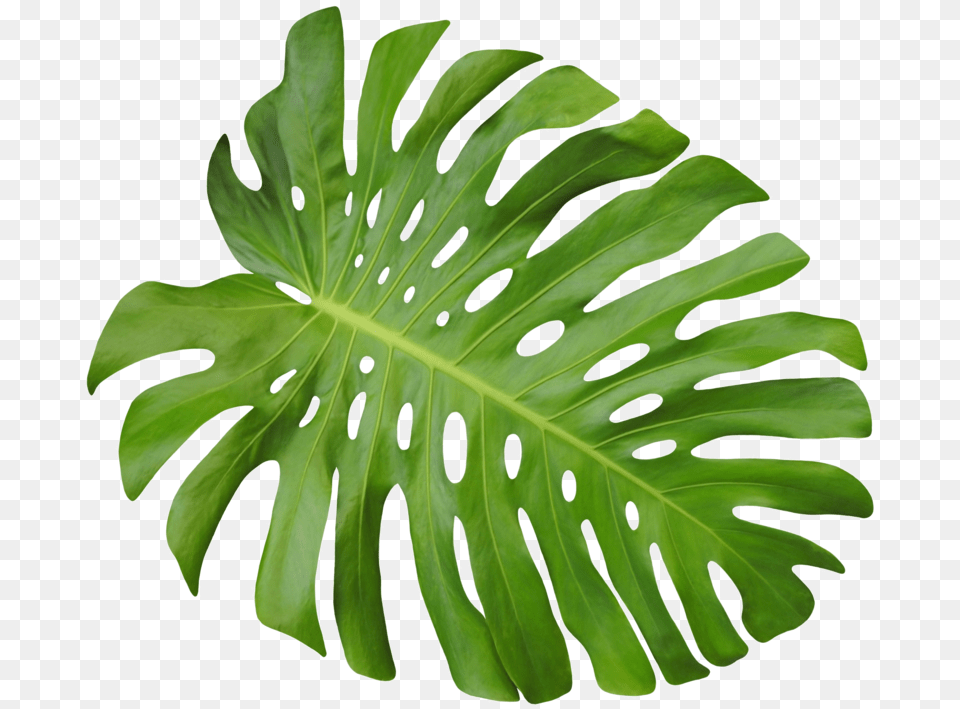 Leaf, Plant Free Transparent Png