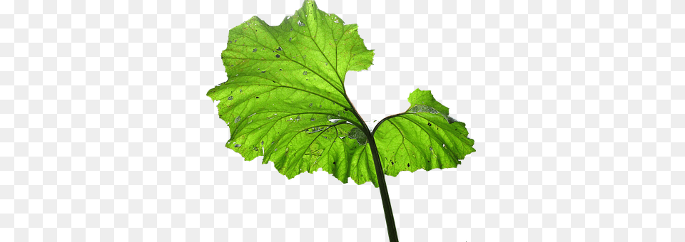 Leaf Plant, Tree, Herbal, Herbs Png Image