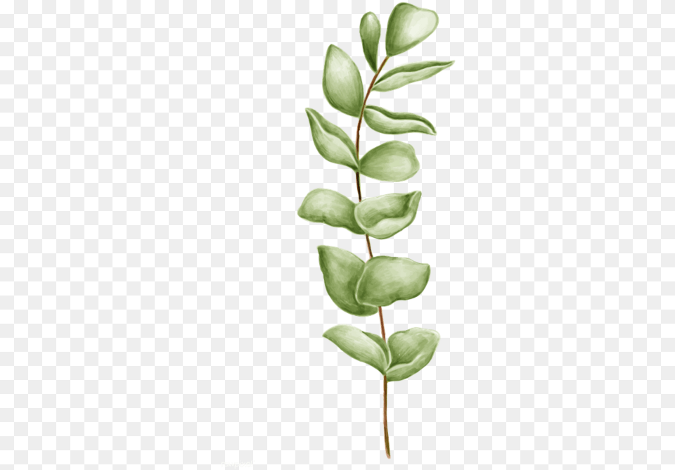 Leaf, Plant, Flower, Herbal, Herbs Png Image