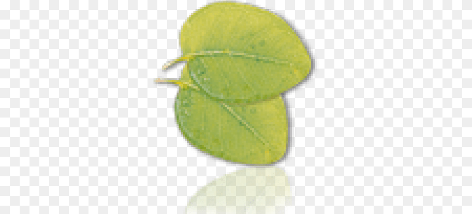 Leaf, Plant, Food, Fruit, Produce Free Png Download