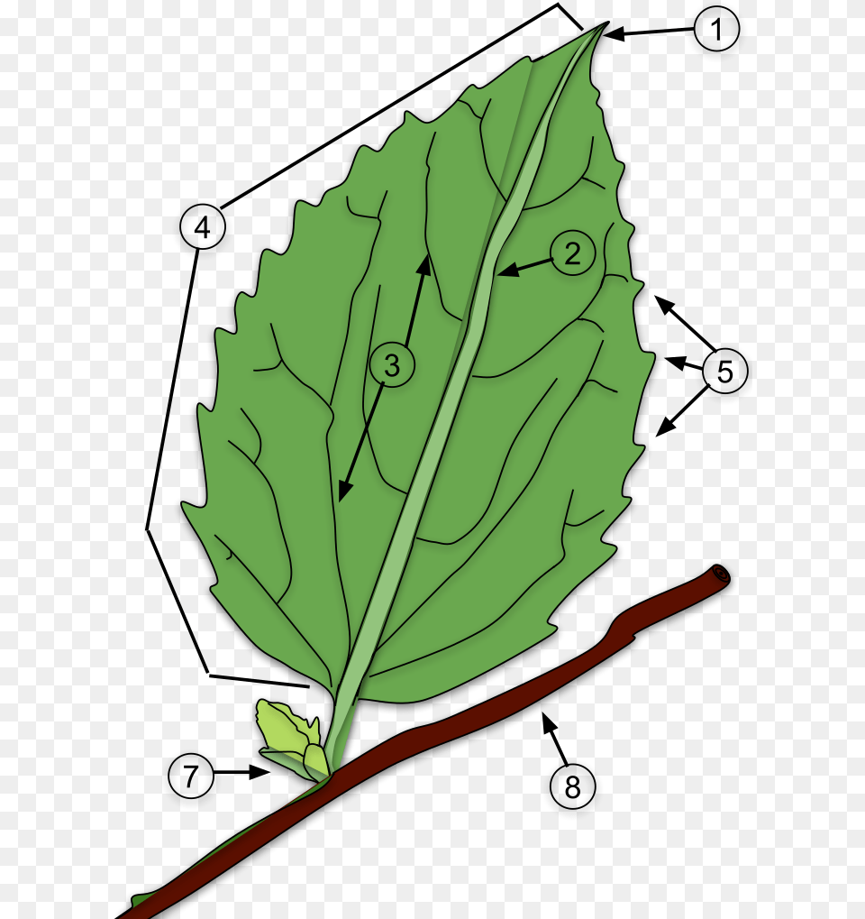 Leaf, Plant, Person Free Png